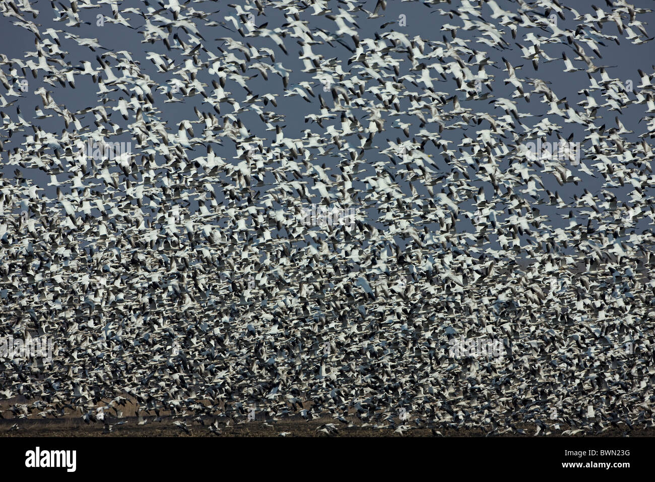 Schneegänse (Chen Caerulescens) strömen fliegen - Montezuma Wildlife Refuge - NY Stockfoto