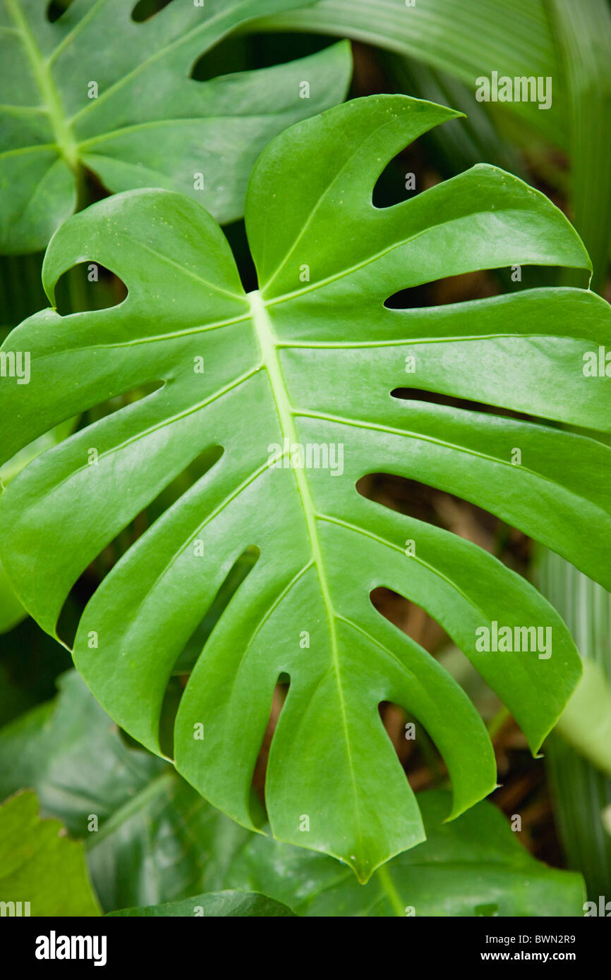 USA, Florida, St. Pete Beach, close-up von Schweizerkäse (Monstera Deliciosa) grüne Pflanzenblattes Stockfoto
