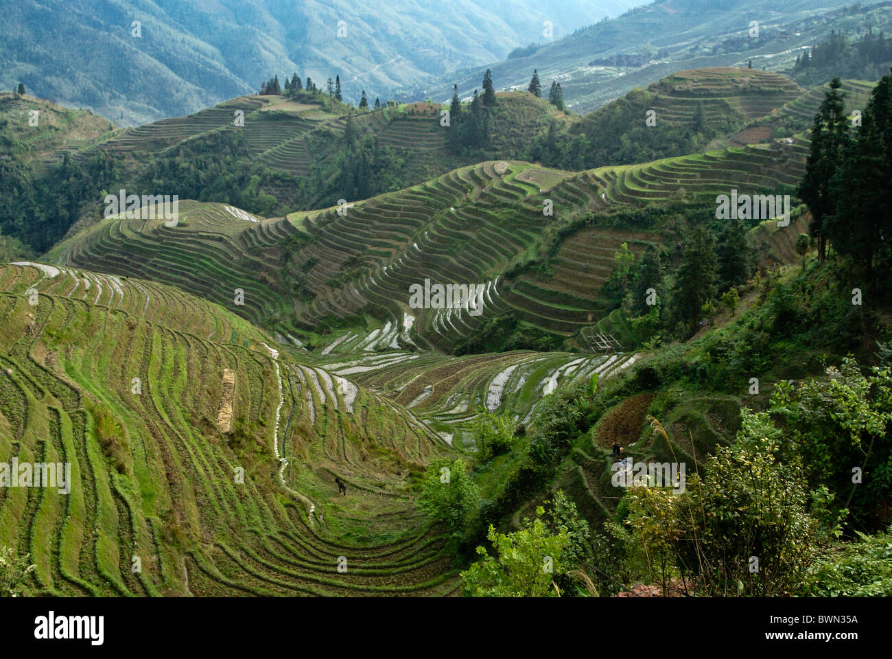 Drachedorn reisterrassen longsheng -Fotos und -Bildmaterial in hoher ...