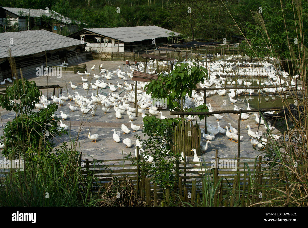 Ente Bauernhof, Guangxi, China Stockfoto