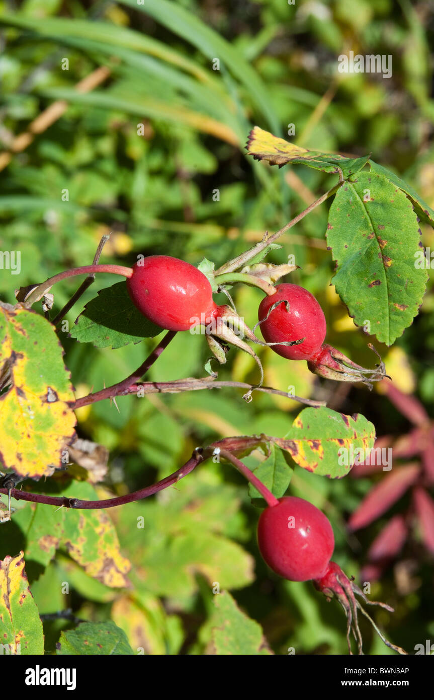 Wilde Rose Hip in der Nähe der Meile '52'-Markierung des Alaska Highway, Fort St. John, British Columbia, Kanada. Stockfoto