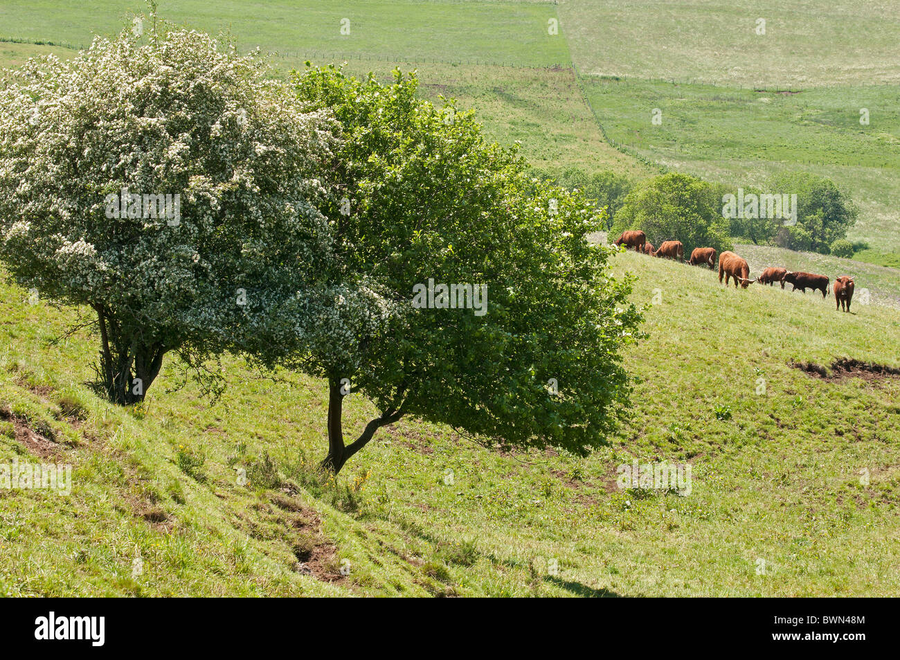 Sommerweide in der Auvergne, Frankreich Stockfoto