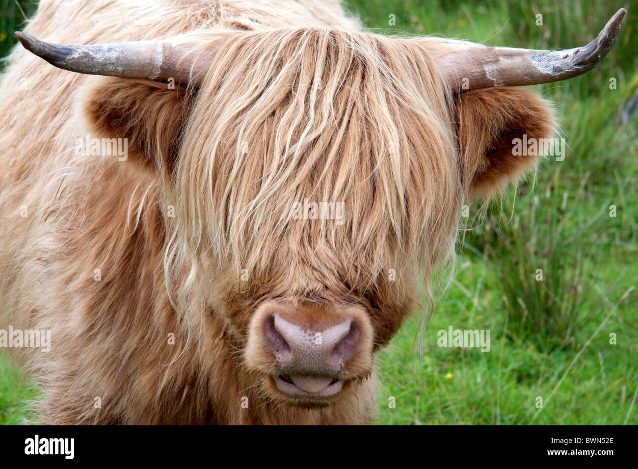 Highlandcattle in Schottland Stockfoto