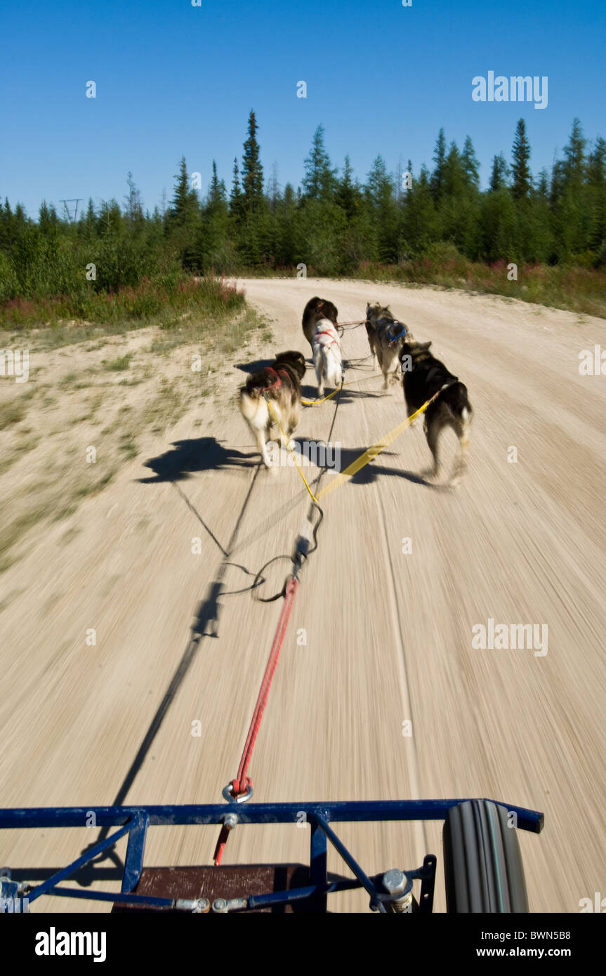 Hundeschlittenfahrten im Sommer, Cape Merry, Churchill, Manitoba. Stockfoto