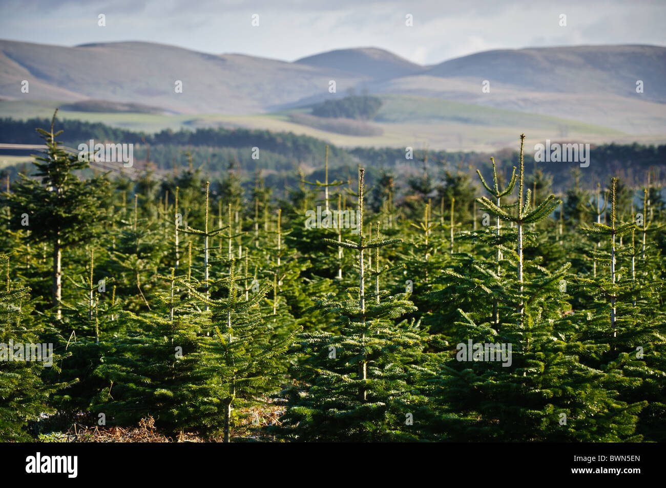 Christmas Tree Farm in South Lanarkshire, Schottland Stockfoto