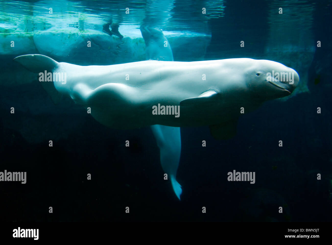 Beluga Delphinapterus Leucas White whale Unterwasser Eiswasser Stockfoto