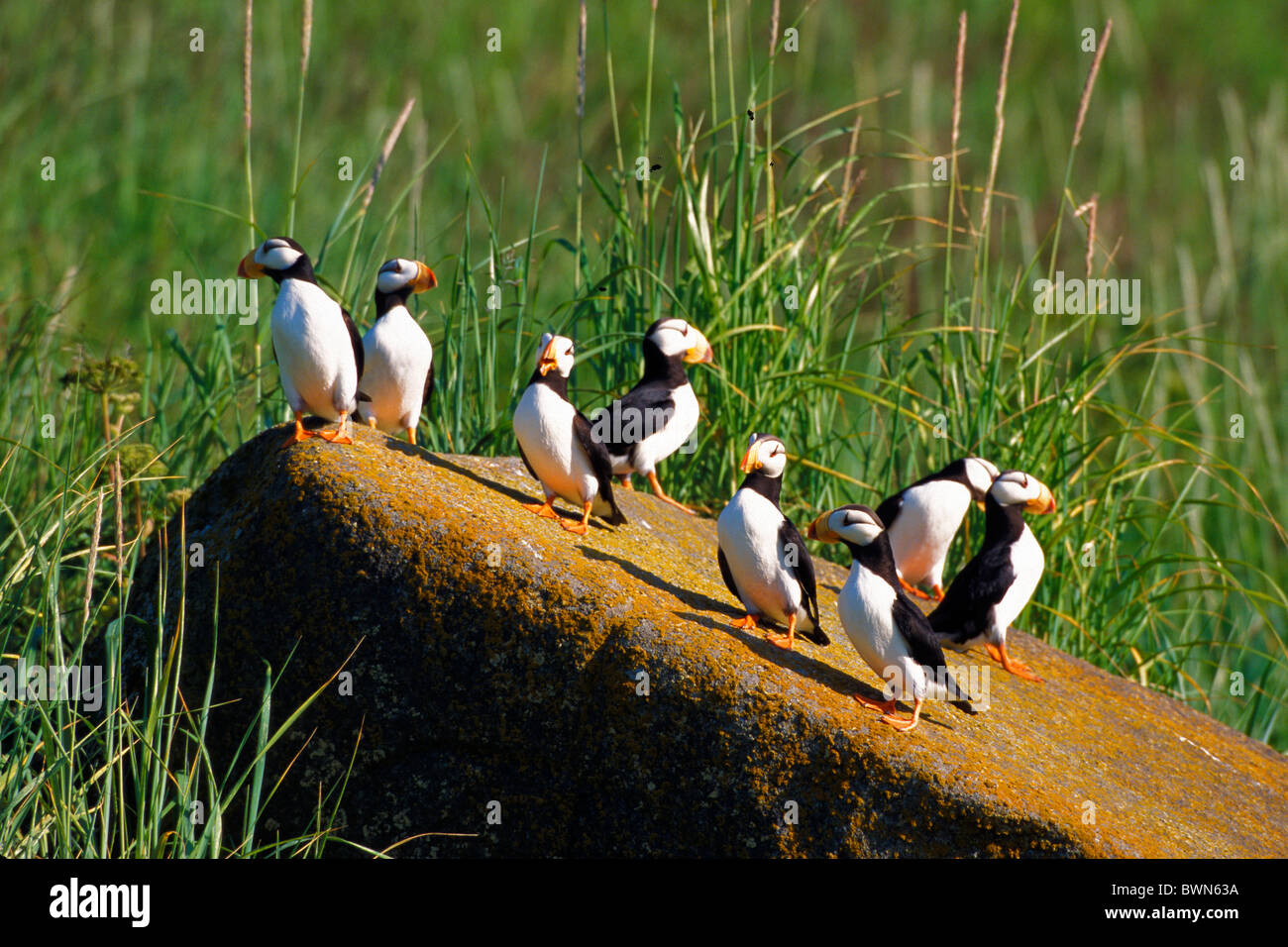 Gehörnte Papageitaucher Fratercula Corniculata USA Amerika USA Nordamerika Alaska Papageientaucher Vögel Vogel natur Stockfoto