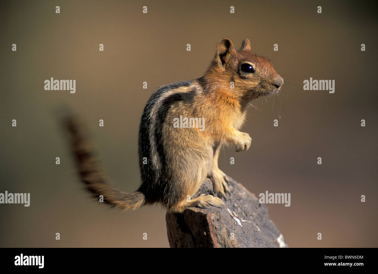 USA Amerika USA Nordamerika Golden Jaguaren Grundeichhörnchen Spermophilius Lateralis Rancho Las Hierba Stockfoto