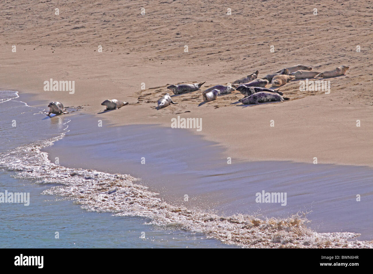 UK Schottland Seehunde am Strand Hebridean Insel Stockfoto