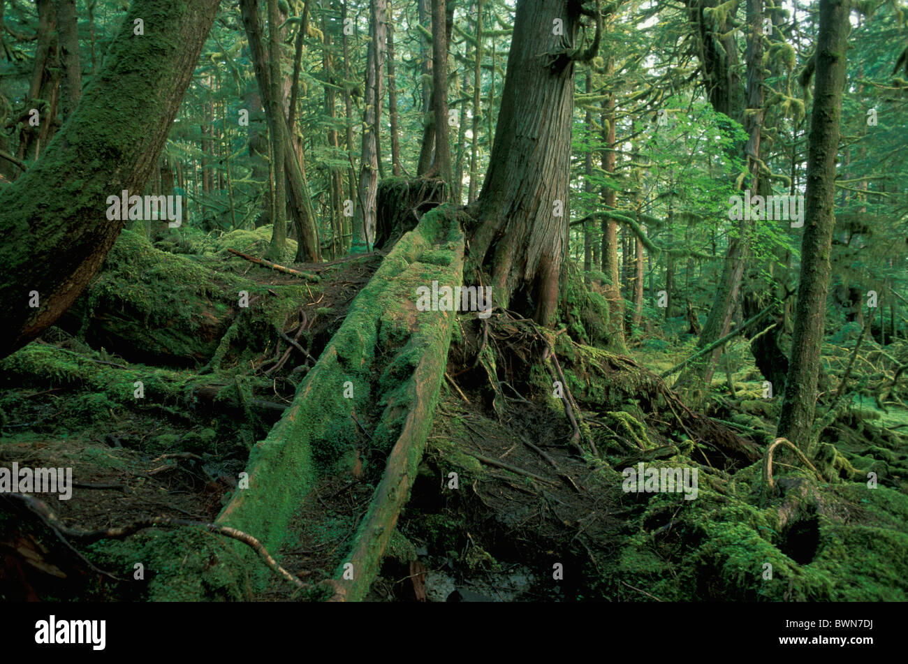 Kanada Nordamerika Amerika Kanu gemäßigten Regenwaldes Kunghit Insel Gwaii Haanas Nationalpark Queen Charlo Stockfoto