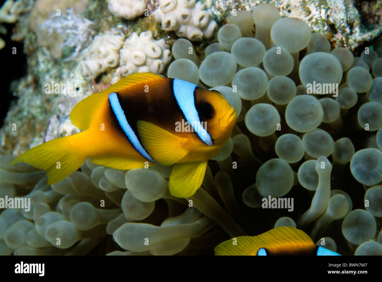 Clownfisch oder Anemonenfische in einer prächtigen Anemone im Roten Meer Stockfoto
