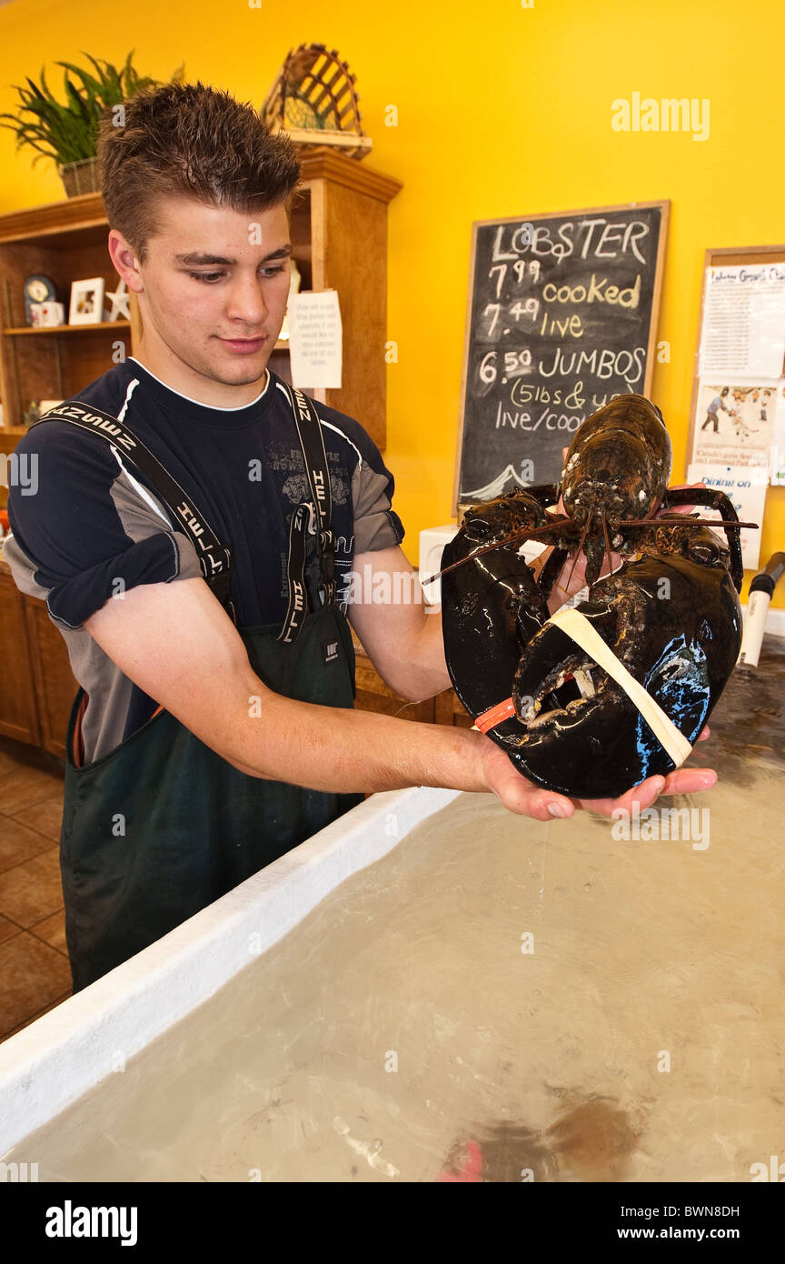 Hummer zum Verkauf, Alma, New Brunswick, die Maritimes, Kanada. Stockfoto