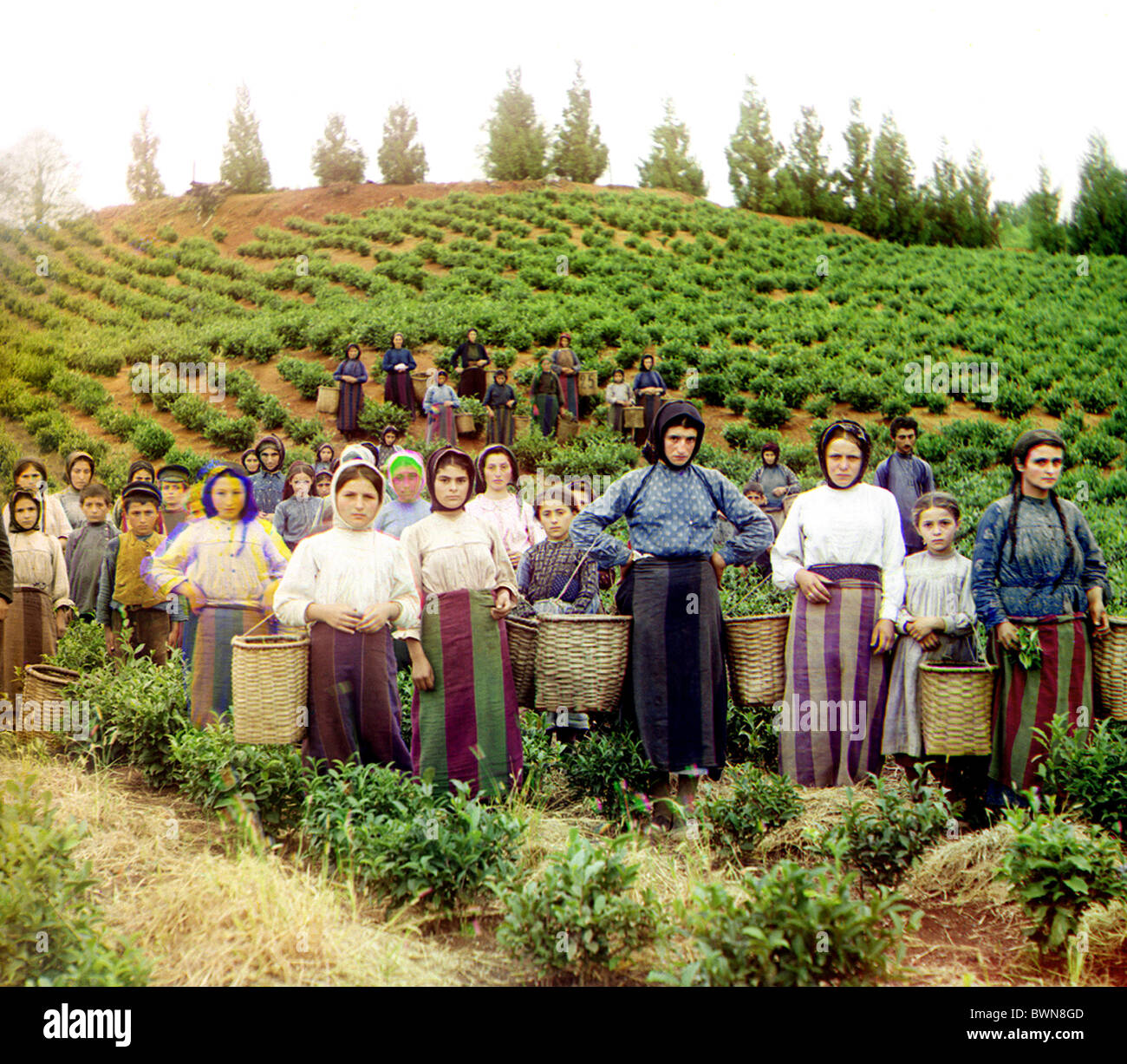 Gruppe Arbeitnehmer Ernte Tee Griechinnen Chakva Kaukasus Schwarzmeer-Region russischen Reiches zwischen 1905 und 1915 Stockfoto