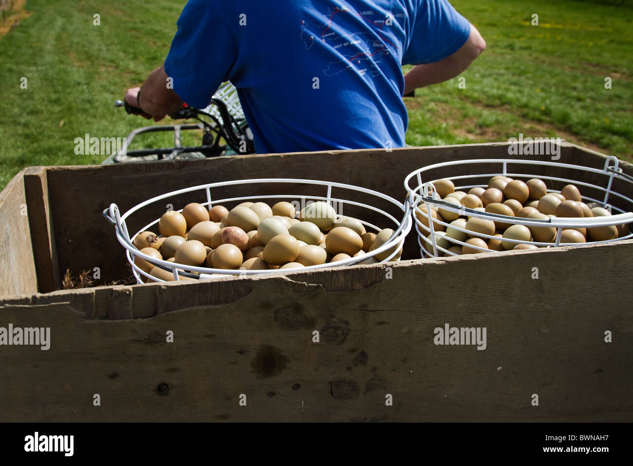 Wildhüter ausziehen Fasane Eiern in den Inkubator auf dem Quad-bike Stockfoto