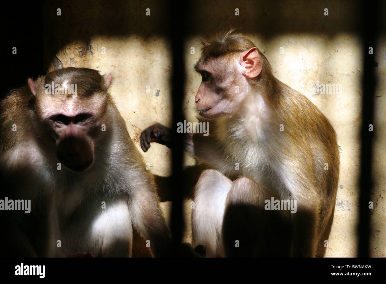 Eingesperrte Affen Stockfotos Und Bilder Kaufen Alamy