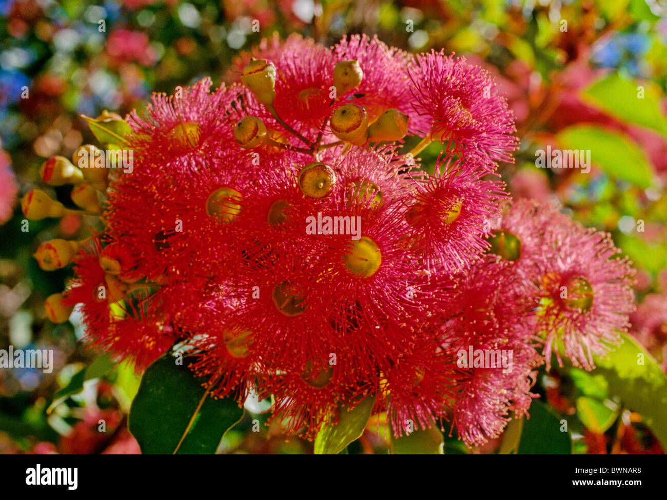 Eucalyptus Ficifolia Blüte Gum Myrtaceae Australien Pflanze Pflanzen blühen Blumen Blüte Blüten Baum Stockfoto