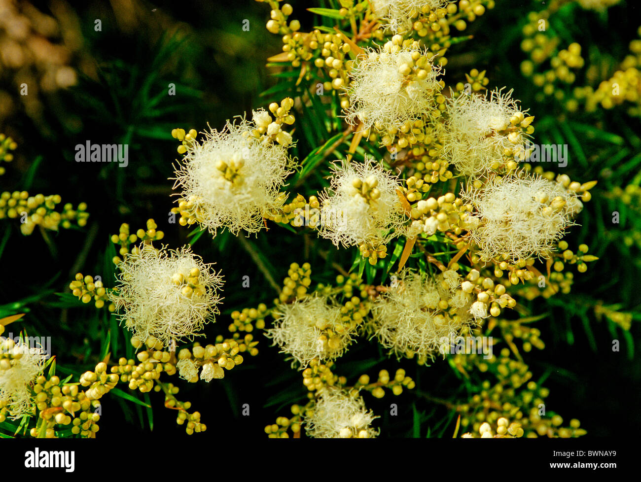 Melaleuca Quinquenervia leichte Cajeput Baum Mirtaceae Aystralia Pflanze  Pflanzen blühen Blumen Blüte Stockfotografie - Alamy