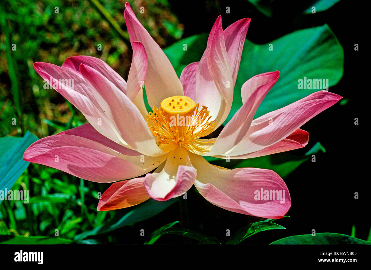 blauer Lotus indische heilige Lotus Nelumbo Nucifera Lotus Wasser  Lotuspflanze Nynphaeaceae Pflanze Pflanzen Blume flo Stockfotografie - Alamy