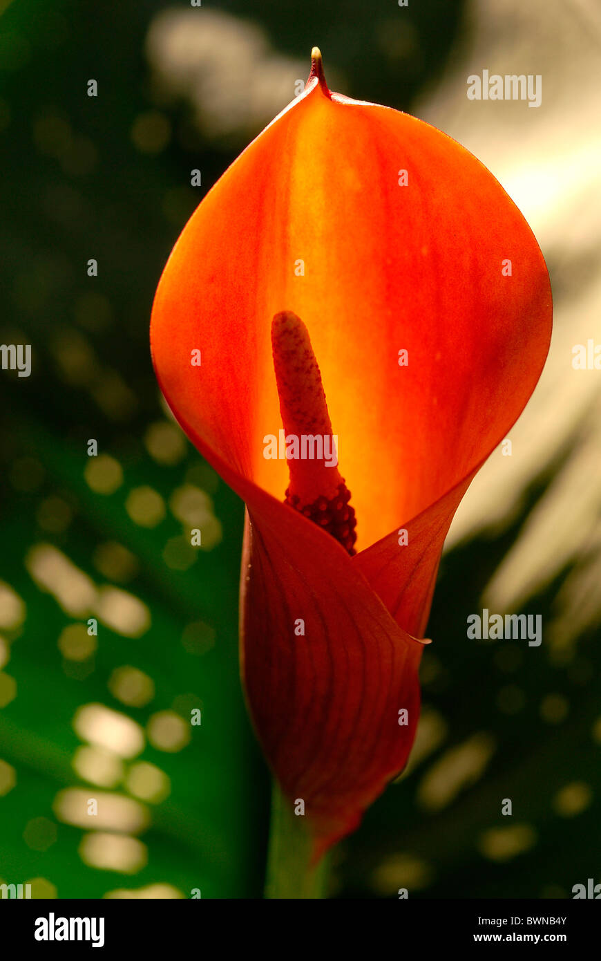 Aronstabgewächse Zantedeschia Calla Pflanze Pflanzen blühen Blumen Blüte Stockfoto
