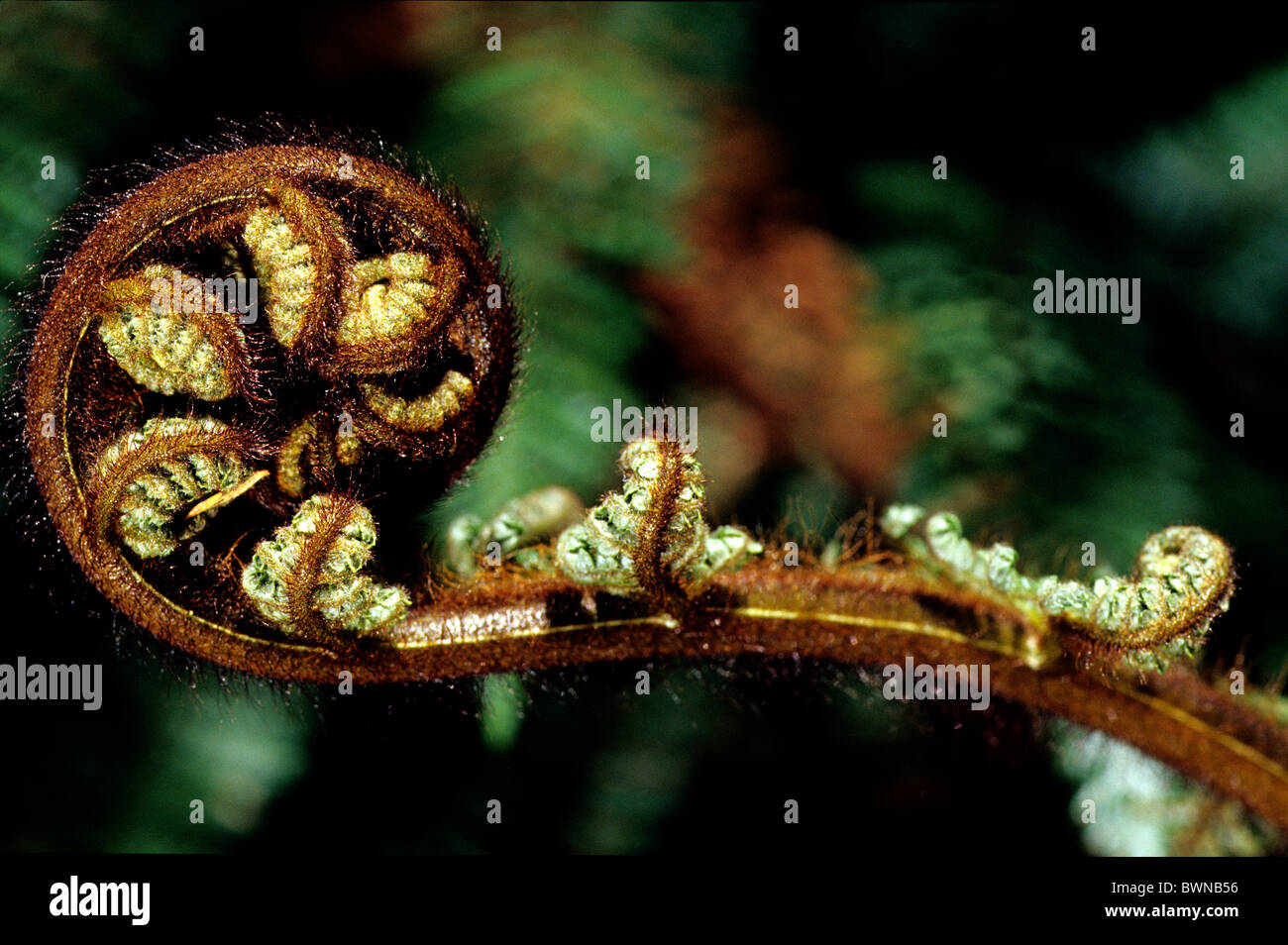 Wollige Baumfarn Kuripaka Wheki-Ponga Dicksonia Fibrosa Farn Neuseeland Pflanzen detail Baumfarn involu Stockfoto