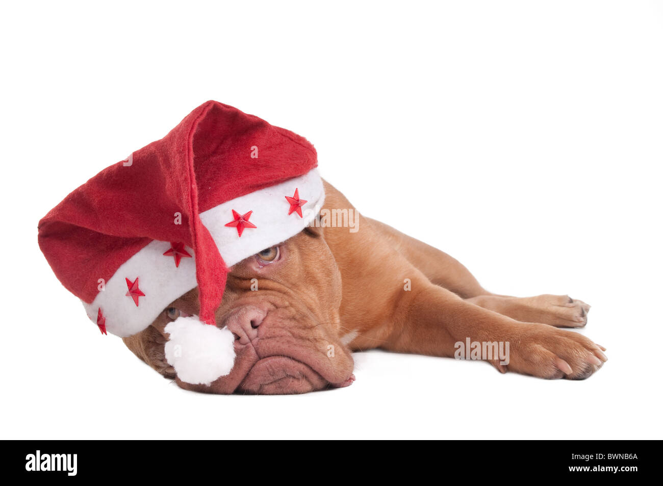 Santa De Bordeaux Dogge Welpen Stockfoto