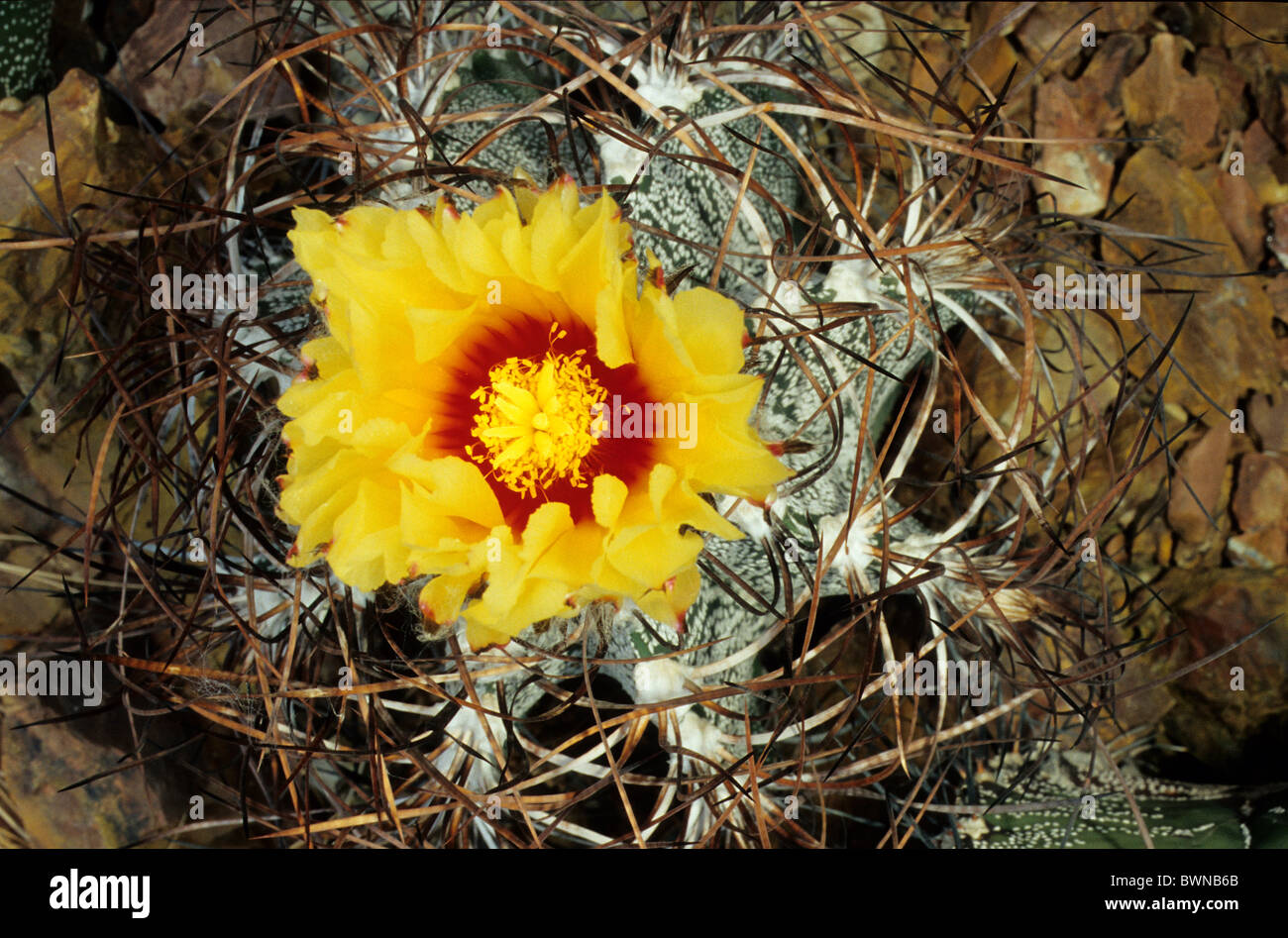 Astrophytum Capricorne Echinocactus Capricornis Kaktus Kakteen Cactaceae Mexiko Mittelamerika Amerika Pflanzen p Stockfoto