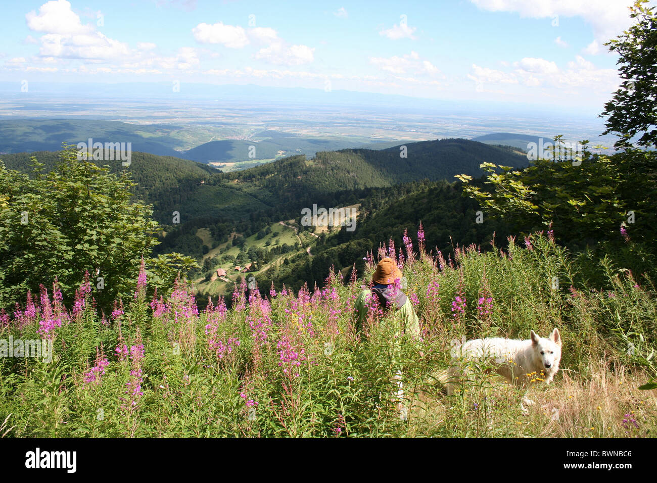 Frankreich Europa Elsass Vogesen Landschaft Gebirge Berge - 