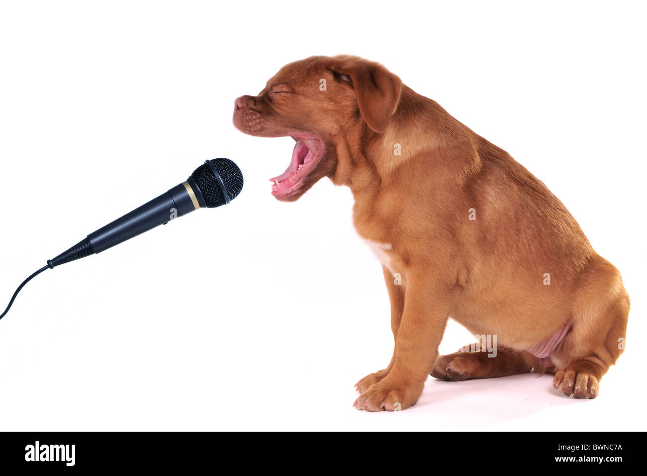 Close-up auf einen süßen Gesang Welpen Dogge De Bordeaux Stockfoto