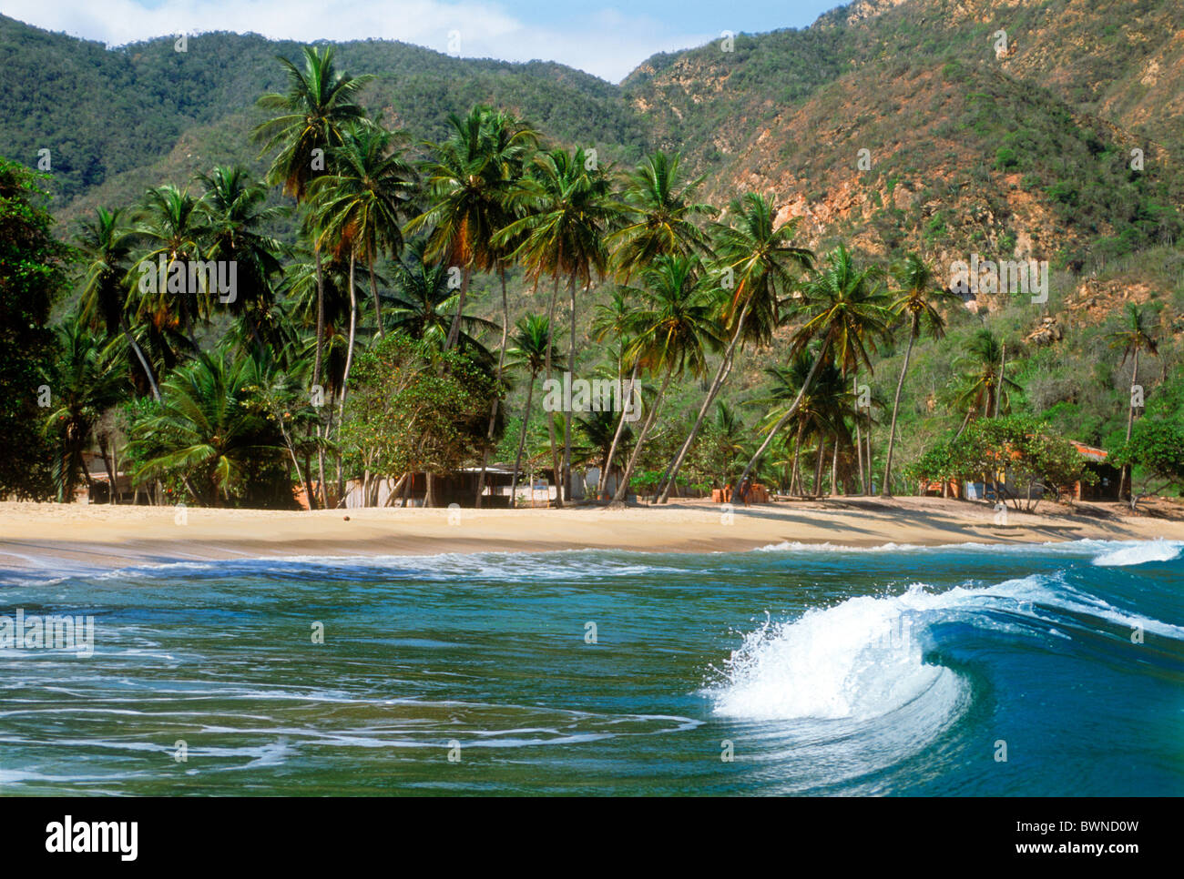 Wellen kommen zu sandigen Ufer mit Palmen am karibischen Dorf Choroni ca. drei Stunden westlich von Caracas Venezuela Stockfoto