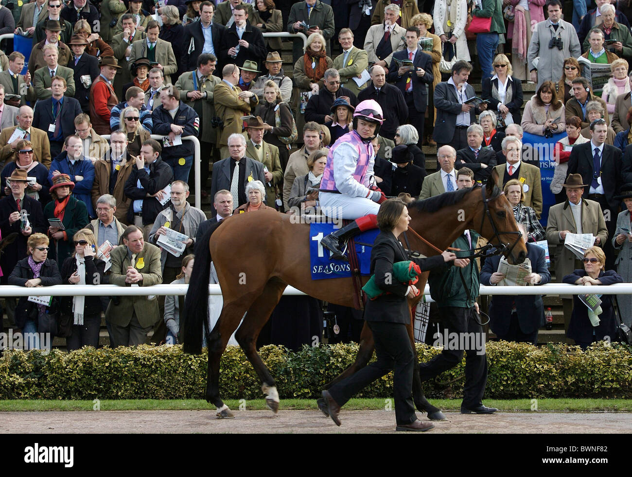 Jockey Championship Steeple Chase, Robert Thornton und Pferd Voy Por Ustedes in Parade Ring bei Cheltenham Rennen zu gewinnen Stockfoto