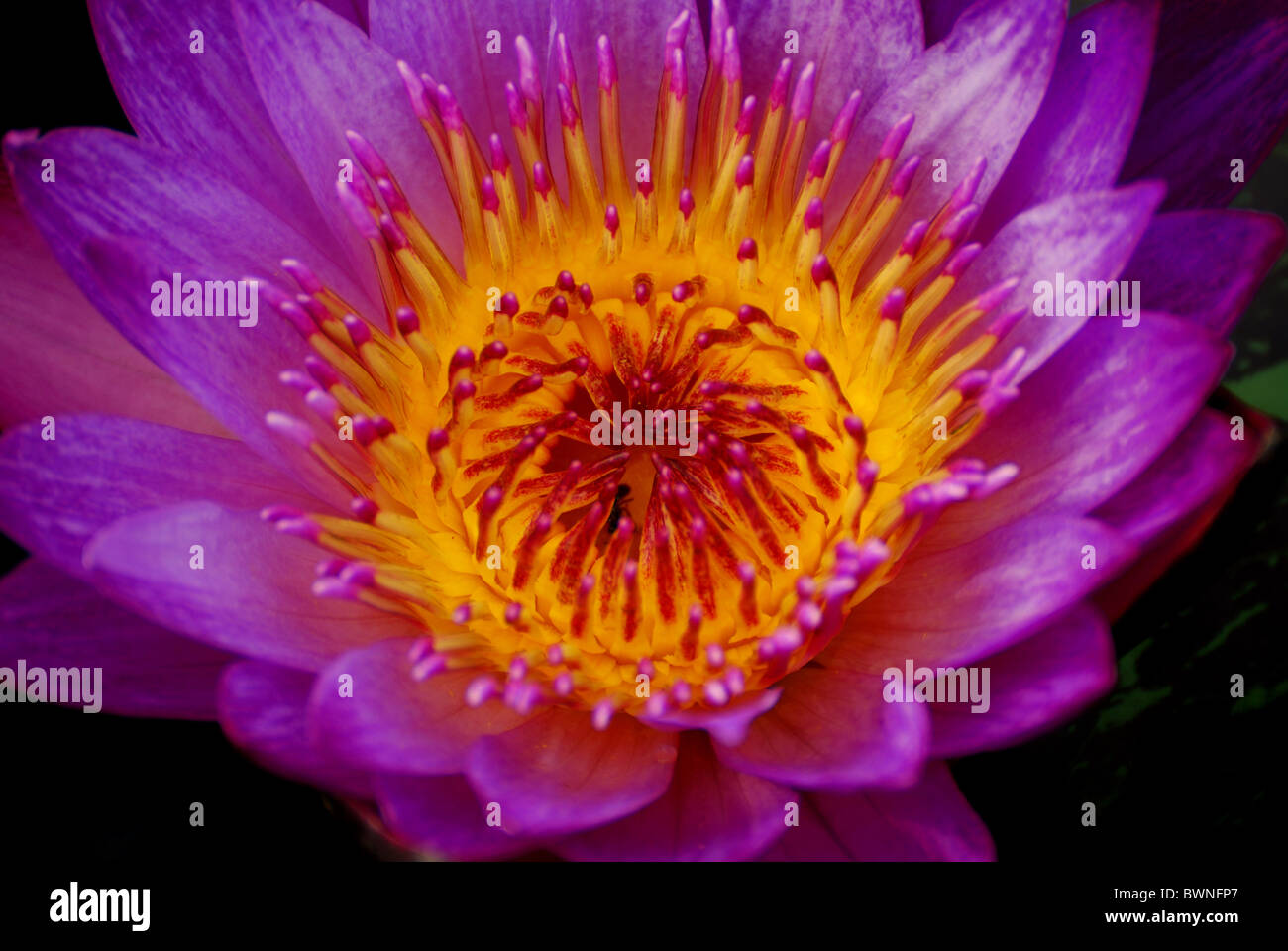 Nahaufnahme der Seerose im Wasser mit schönen lila Farbe Stockfoto