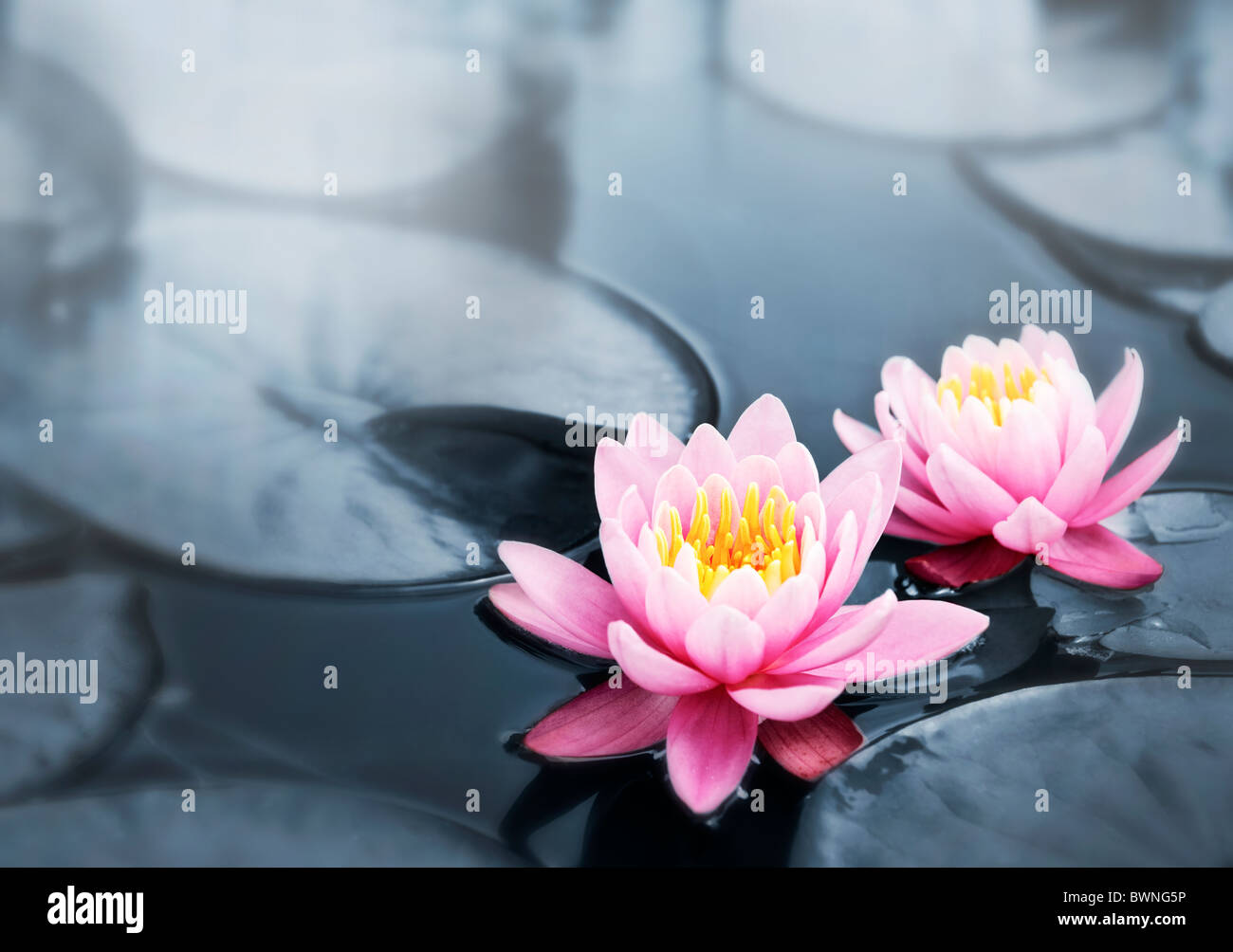 Rosa Lotusblüten oder Seerose Blumen blühen am Teich Stockfoto