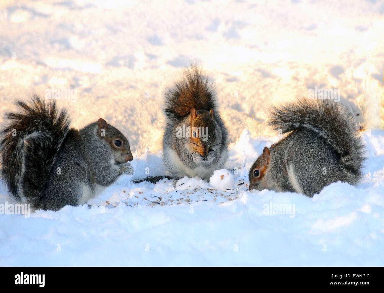 Graue Eichhörnchen Verzehr von Nüssen im Schnee im Winter, Edinburgh, Schottland Stockfoto