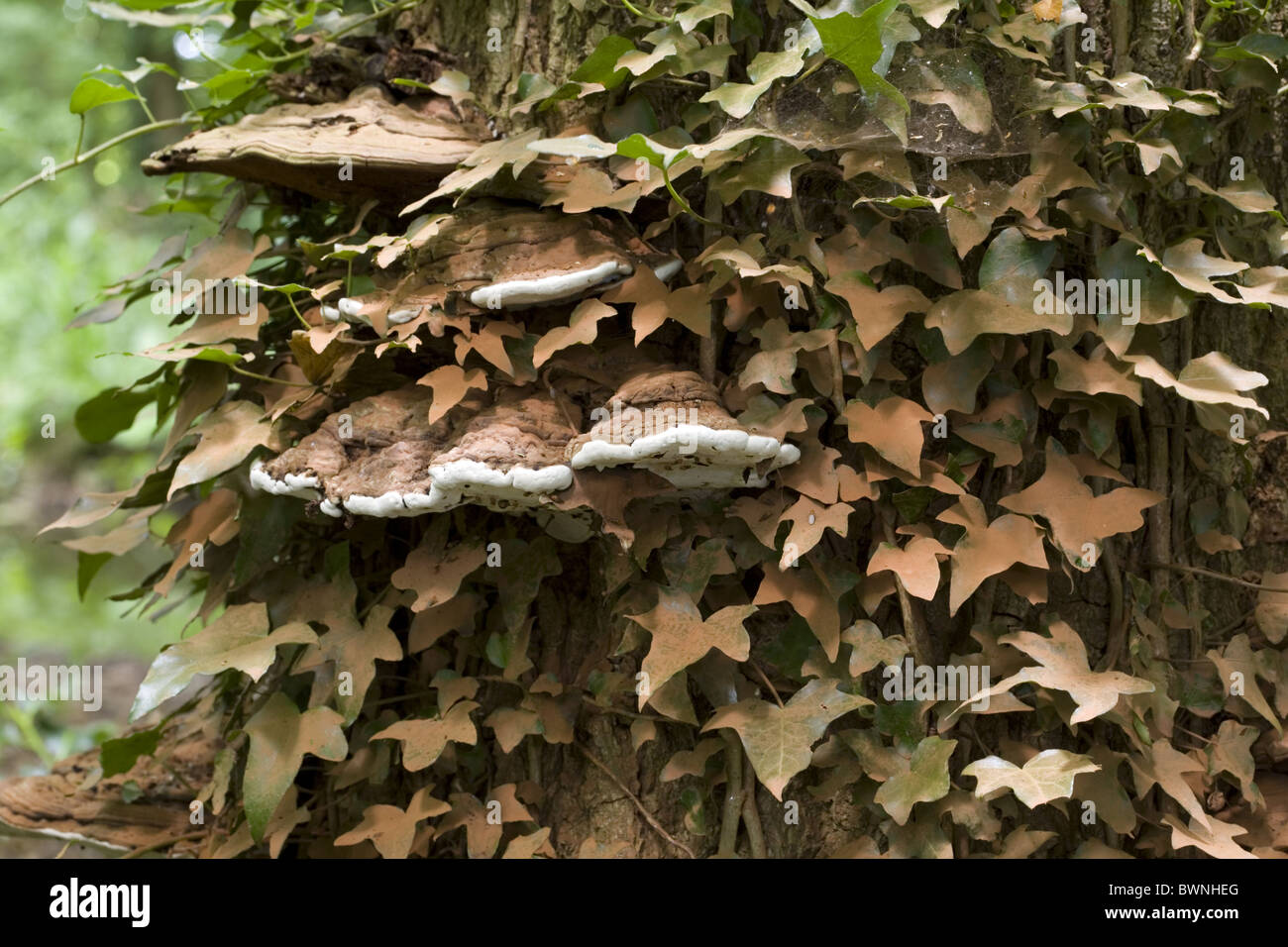 Der Pilz südlichen Halterung (Ganoderma Adspersum) auf einen Stamm bedeckt mit Ivy, Alblasserdam, Süd-Holland, Niederlande Stockfoto