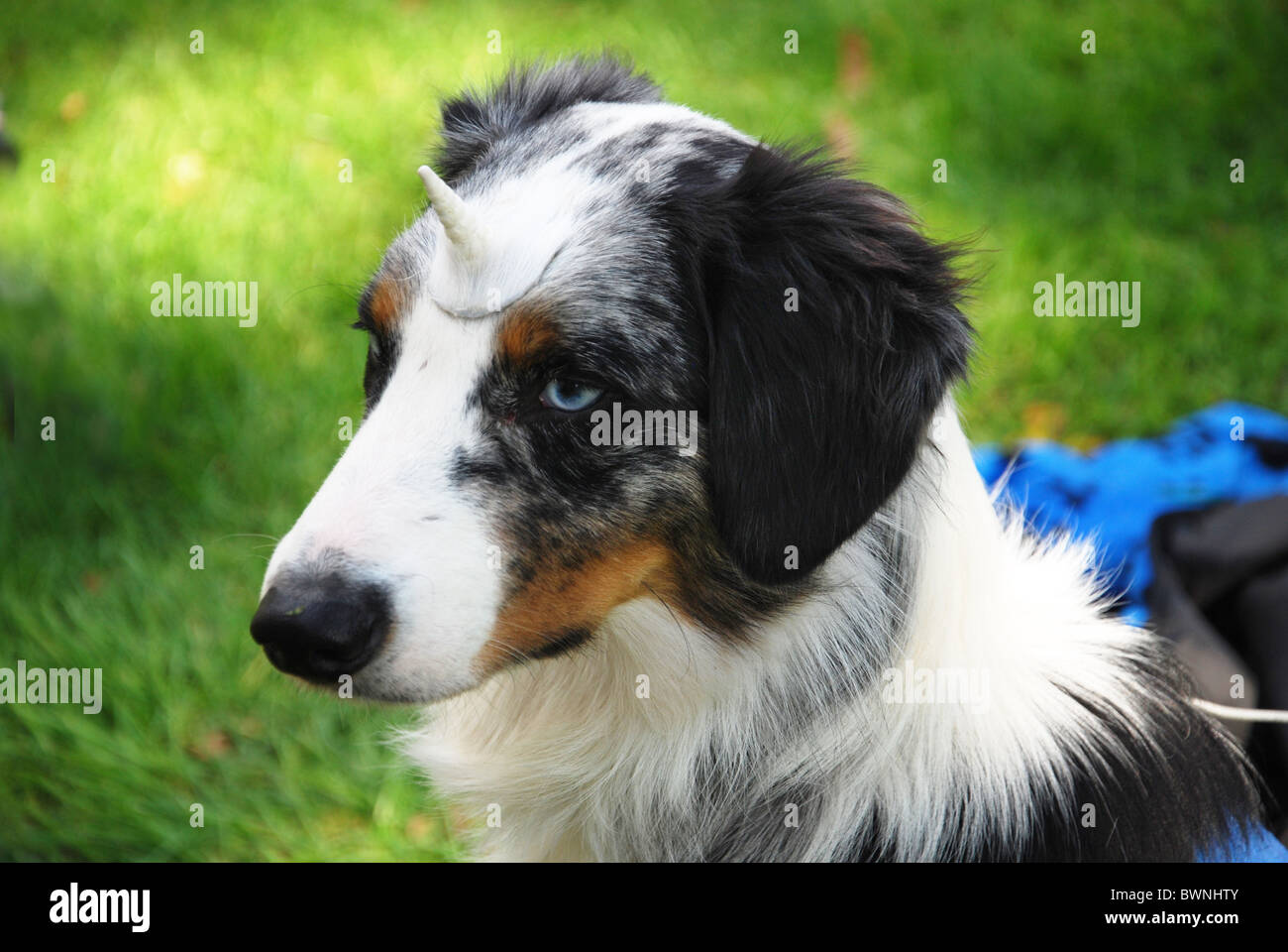 Bunte Schäferhund mit Horn an Cosplay Festival Stockfoto