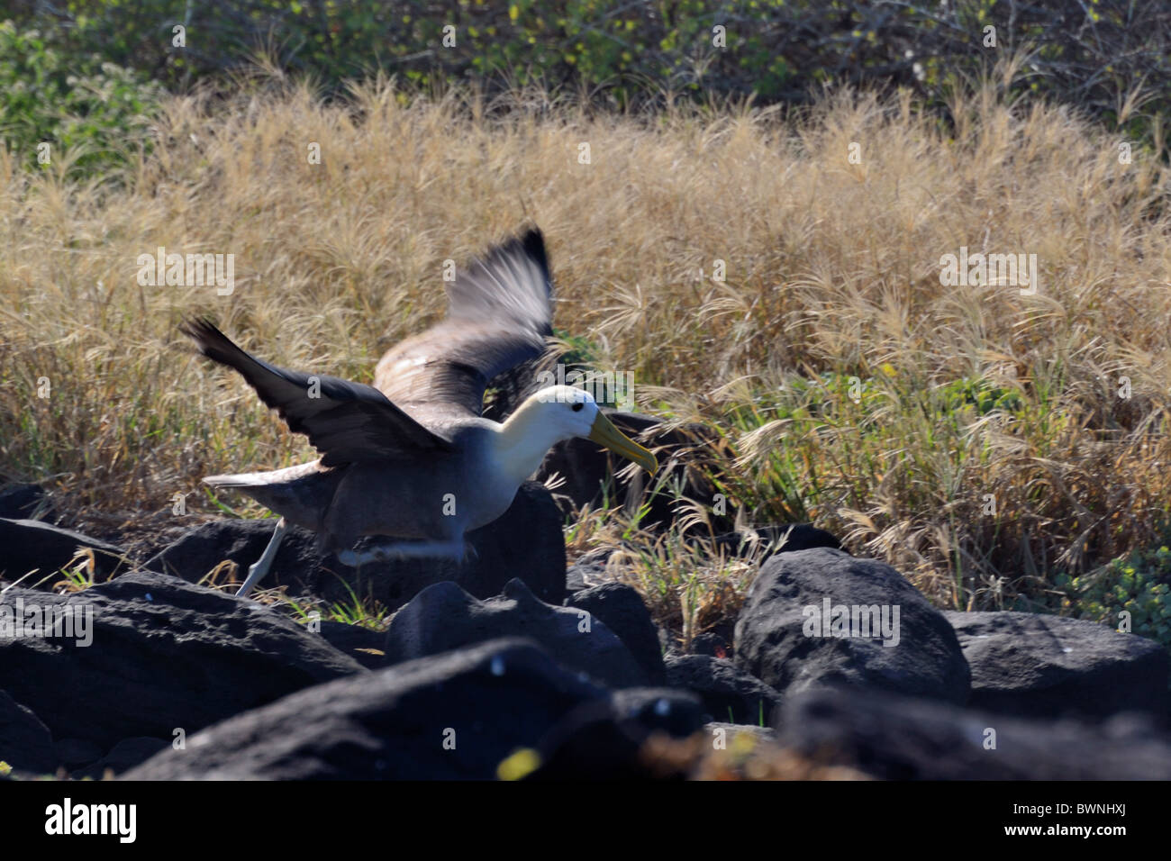 Winkte Albatross - Start ausführen Stockfoto