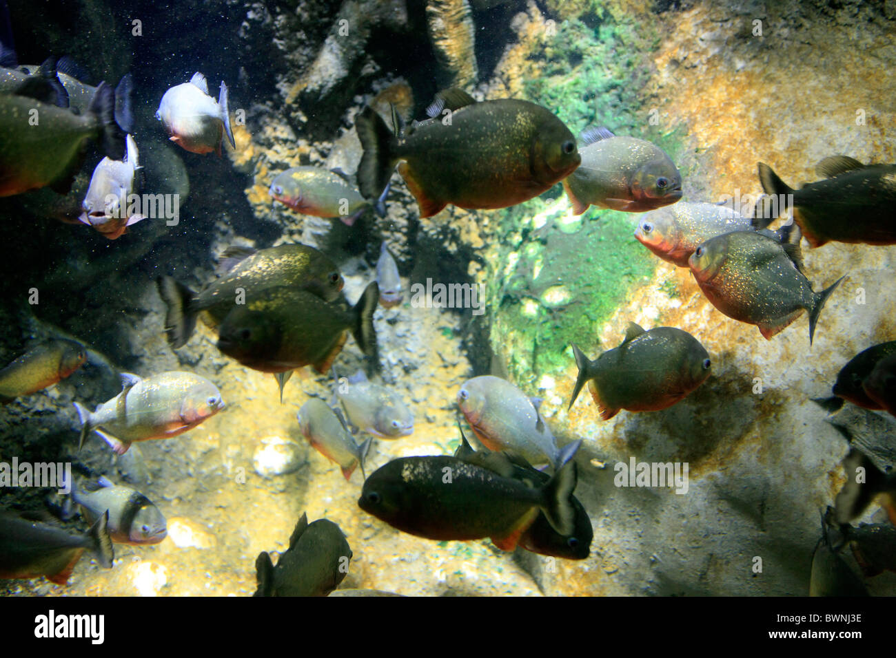 Red Belly Piranha Fisch Bekannt Als Fische Fleischfressende Reichlich 