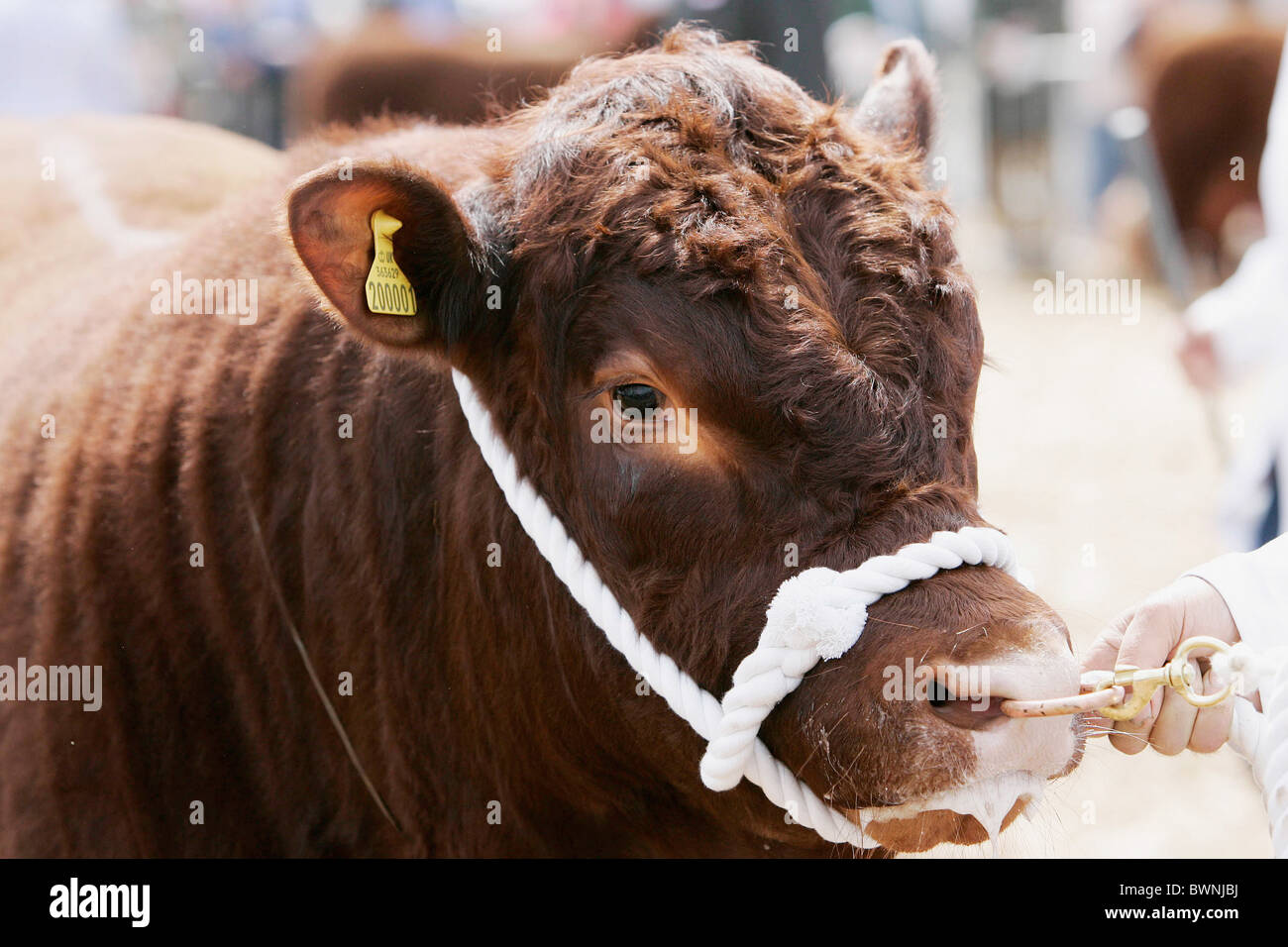 Ein Stier von einem lokalen Landwirtschaft-Team auf der Devon County Show gebracht. Stockfoto