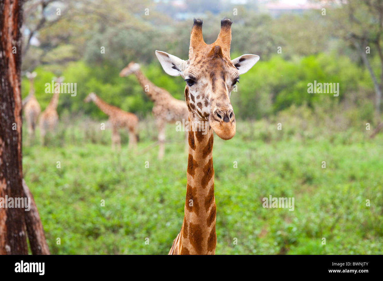 Langata Nature Education Centre, Giraffe Centre, Nairobi, Kenia Stockfoto
