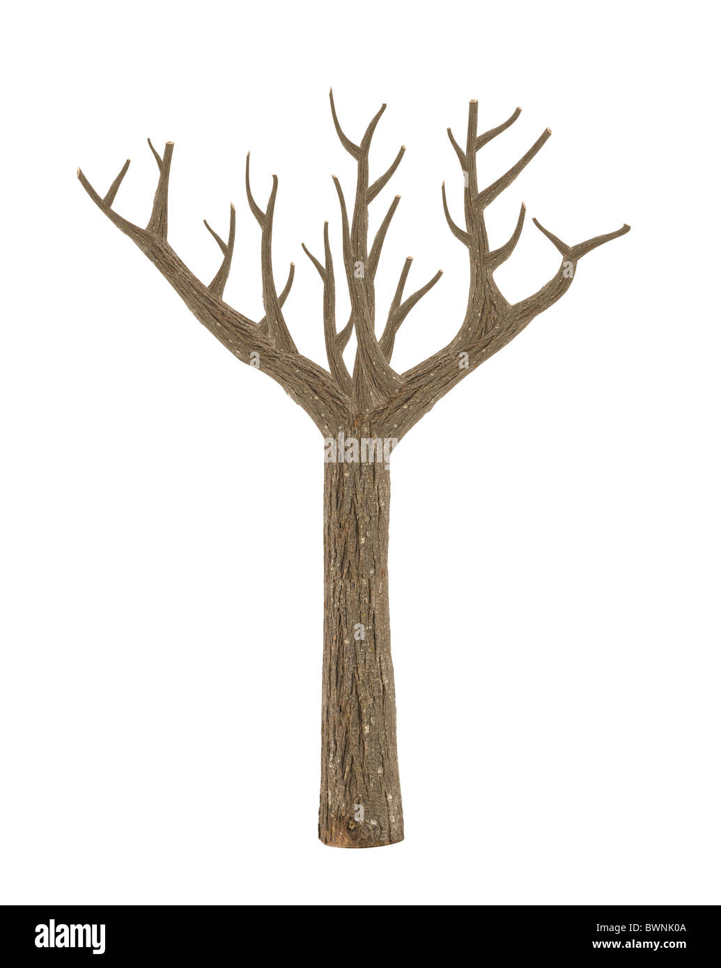qualitativ hochwertige toter Baum isoliert auf weiss Stockfoto