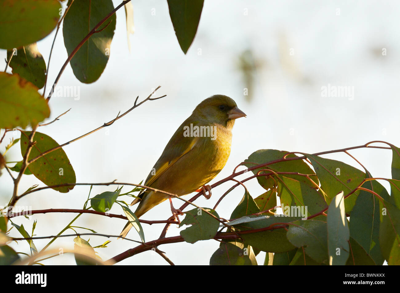 Seine zwitschern und Keuchen Song und Blitz von gelb und grün, wie er fliegt, machen diese Grünfink ein wahrhaft buntes Zeichen. Stockfoto