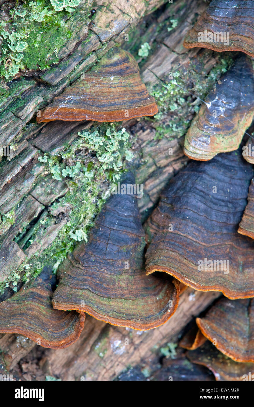 Viele Zonen Polypore; Treametes versicolor Stockfoto