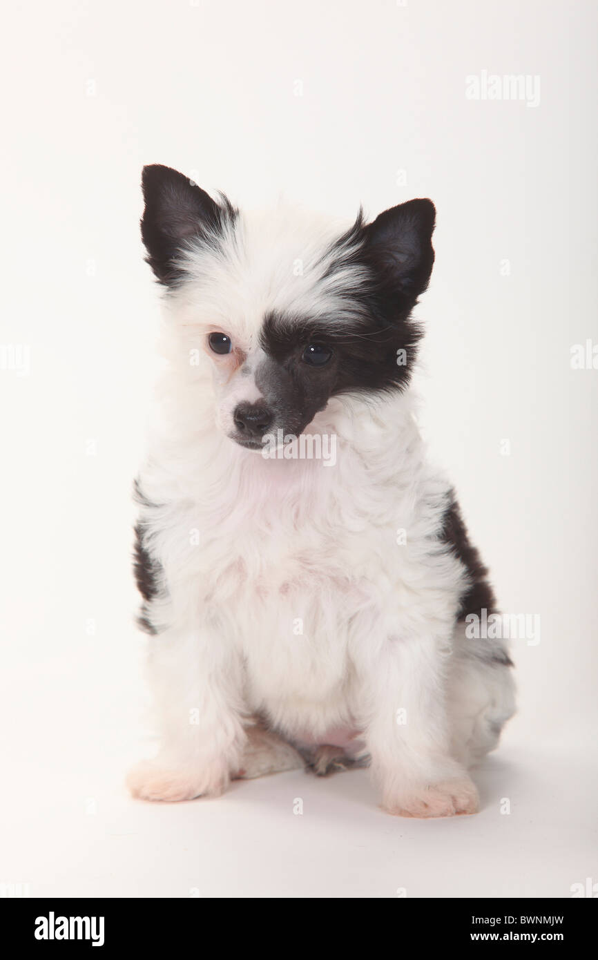 Chinese Crested Powder Puff Stockfotos und bilder Kaufen Alamy