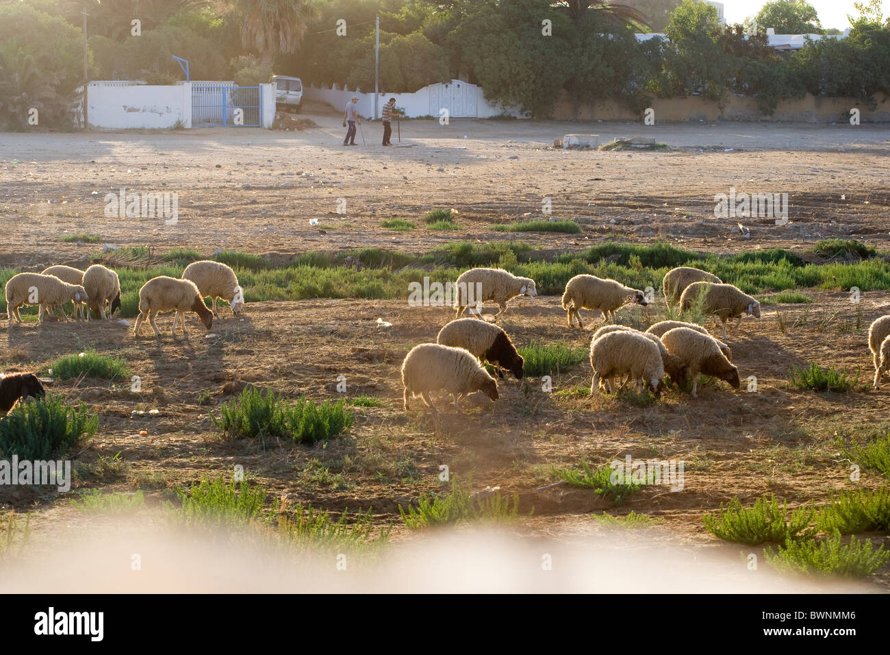 Tunesische Hirten und ihre Schafherde Stockfoto