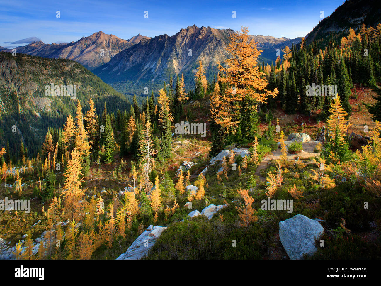 Heather weitergeben Maple Pass / Lake Ann trail in der North Cascades National Park. Stockfoto