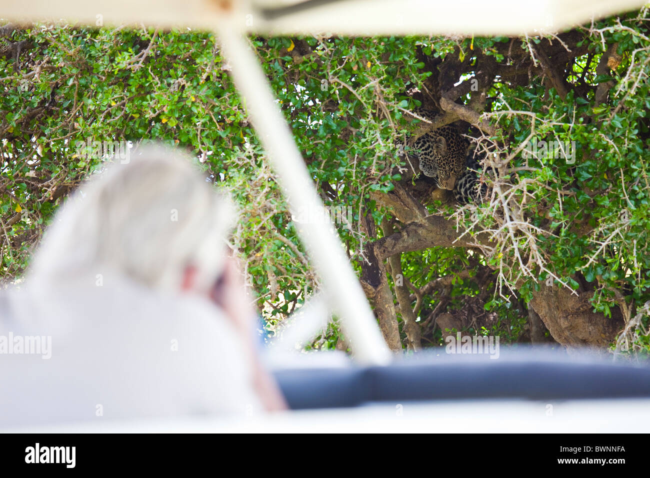 Leopard, schlafen in einem Baum, Masai Mara, Kenia Stockfoto