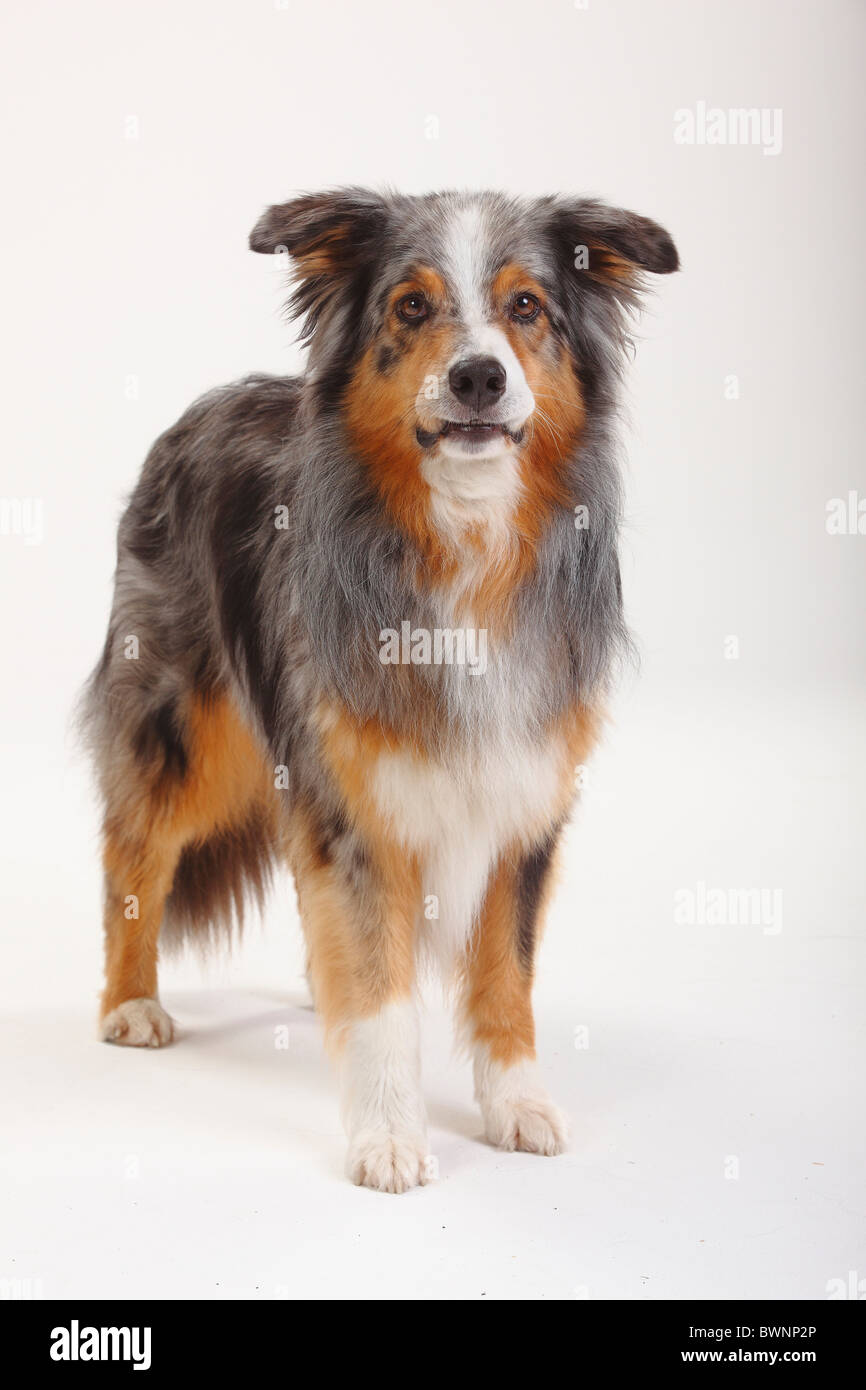 Australian Shepherd, Blue-merle Stockfoto