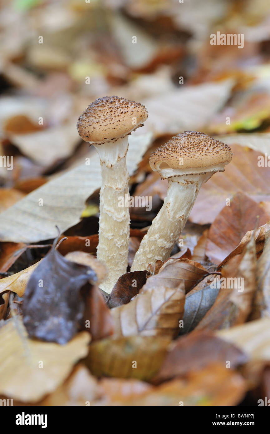 Honig Pilz - Hallimasch (Armillaria Mellea) - Pathogene und Parasiten auf dem Holz der Harthölzer - Belgien Stockfoto