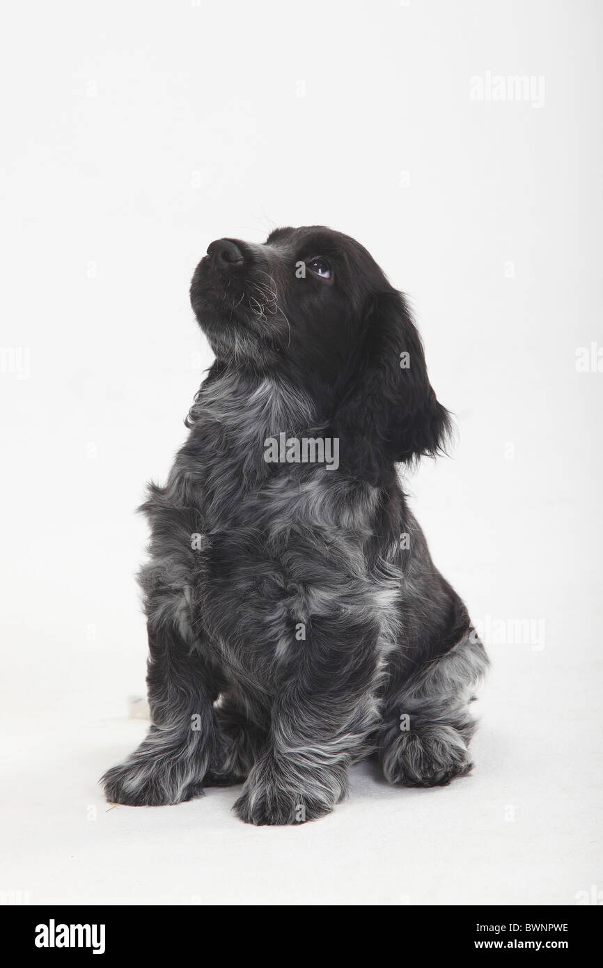 English Cocker Spaniel, Welpe, 10 Wochen Stockfoto