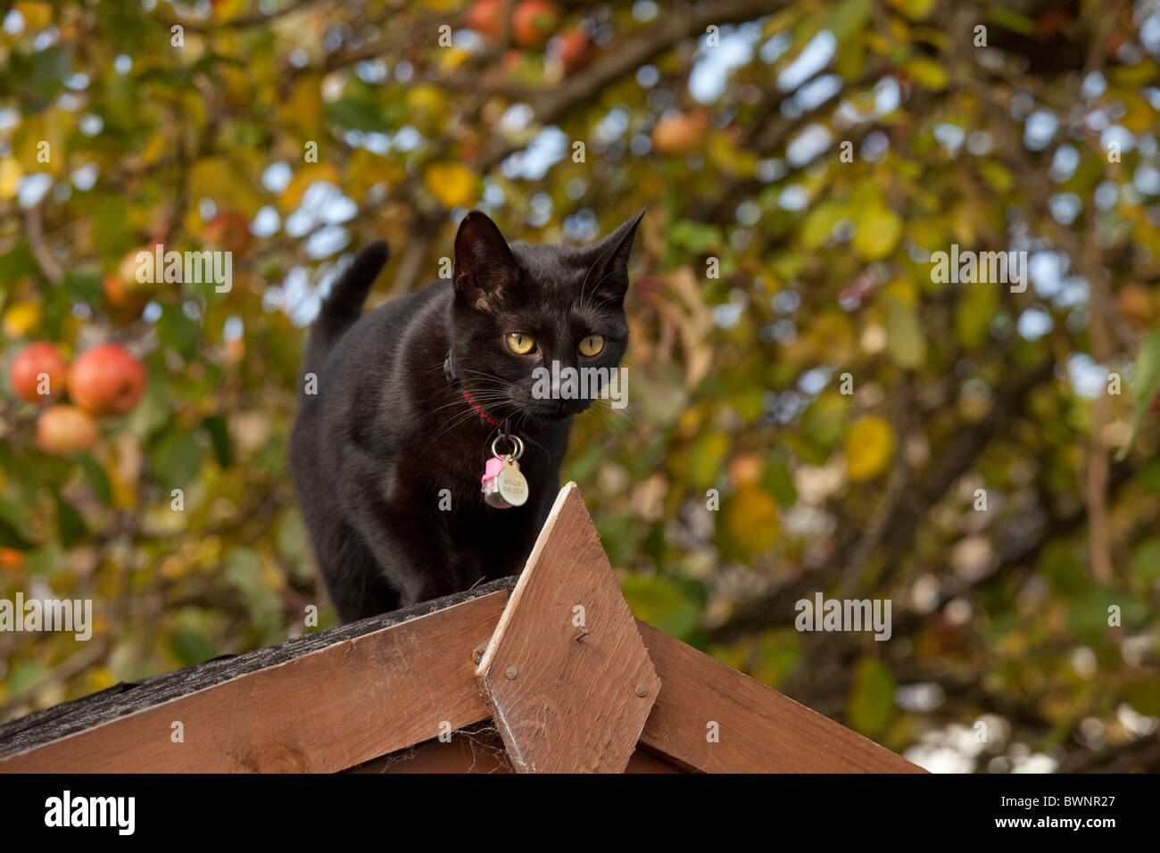 Porträt-schwarze Katze mit Identität Kragen auf Schuppen Dach Jagd auf Vögel UK Stockfoto